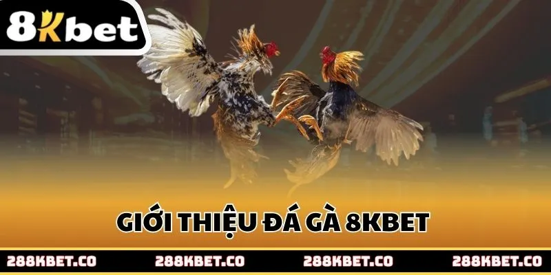 Giới thiệu đá gà 8kbet